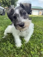 Homer, a male Miniature Schnauzer for sale in Waterloo, IA – 3 of 10