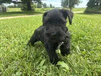 Biscuit, a male Miniature Schnauzer for sale in Des Moines, IA – 6 of 10