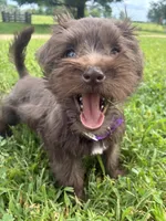Caramel, a female Miniature Schnauzer for sale in Des Moines, IA – 8 of 10