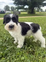 Oreo, a male Miniature Schnauzer for sale in Des Moines, IA – 7 of 9