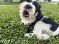 Oreo, a male Miniature Schnauzer for sale in Des Moines, IA – 5 of 9