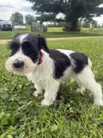 Oreo, a male Miniature Schnauzer for sale in Des Moines, IA – 3 of 9