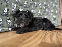 Athena, a female Miniature Schnauzer for sale in Waterloo, IA – Photo 5 of 7