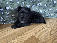 Athena, a female Miniature Schnauzer for sale in Waterloo, IA – Photo 7 of 7