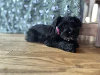 Athena, a female Miniature Schnauzer for sale in Waterloo, IA – Photo 2 of 7