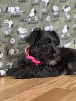 Athena, a female Miniature Schnauzer for sale in Waterloo, IA – Photo 1 of 7