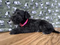 Athena, a female Miniature Schnauzer for sale in Waterloo, IA – Photo 4 of 7