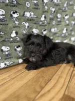 Athena, a female Miniature Schnauzer for sale in Waterloo, IA – Photo 6 of 7