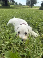 Nugget, a female Miniature Schnauzer for sale in Des Moines, IA – 4 of 10