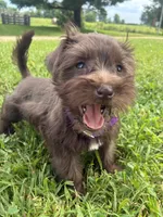 Caramel, a female Miniature Schnauzer for sale in Des Moines, IA – 3 of 10