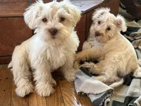 Lady, a female Miniature Schnauzer for sale in Waterloo, IA – Photo 5 of 10