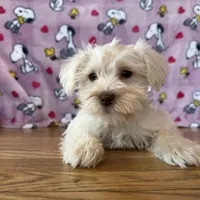 Lady, a female Miniature Schnauzer for sale in Waterloo, IA – Photo 2 of 8