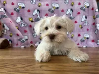 Lady, a female Miniature Schnauzer for sale in Waterloo, IA – Photo 2 of 10