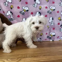 Lady, a female Miniature Schnauzer for sale in Waterloo, IA – Photo 3 of 8