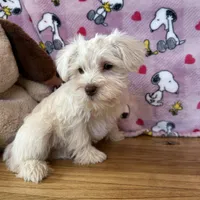 Lady, a female Miniature Schnauzer for sale in Waterloo, IA – Photo 4 of 8
