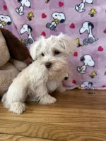 Lady, a female Miniature Schnauzer for sale in Waterloo, IA – Photo 3 of 10