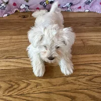 Lady, a female Miniature Schnauzer for sale in Waterloo, IA – Photo 5 of 8