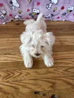 Lady, a female Miniature Schnauzer for sale in Waterloo, IA – Photo 7 of 10