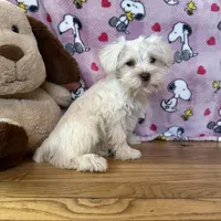 Lady, a female Miniature Schnauzer for sale in Waterloo, IA – Photo 7 of 8