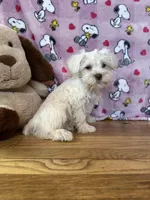 Lady, a female Miniature Schnauzer for sale in Waterloo, IA – Photo 9 of 10