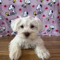 Lady, a female Miniature Schnauzer for sale in Waterloo, IA – Photo 6 of 8