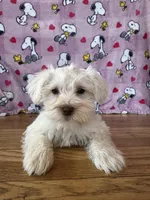 Lady, a female Miniature Schnauzer for sale in Waterloo, IA – Photo 8 of 10