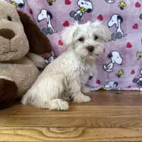 Lady, a female Miniature Schnauzer for sale in Waterloo, IA – Photo 8 of 8