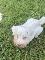 Almond, a female Miniature Schnauzer for sale in Des Moines, IA – 4 of 9