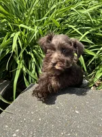 Violet, a female Miniature Schnauzer for sale in Waterloo, IA – 10 of 10
