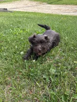 Violet, a female Miniature Schnauzer for sale in Waterloo, IA – 8 of 10