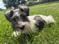 Homer, a male Miniature Schnauzer for sale in Waterloo, IA – 2 of 10