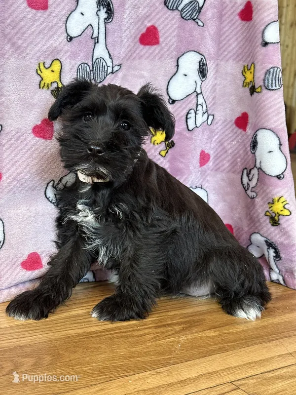 Marci, a female Miniature Schnauzer for sale in Waterloo, IA – Photo 1 of 7