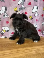 Marci, a female Miniature Schnauzer for sale in Waterloo, IA – Photo 6 of 7