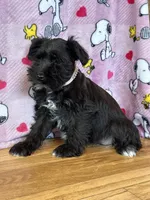 Marci, a female Miniature Schnauzer for sale in Waterloo, IA – Photo 3 of 7