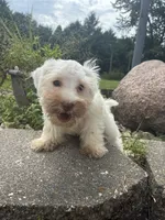 Almond, a female Miniature Schnauzer for sale in Des Moines, IA – 3 of 9