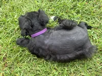 Muffin, a female Miniature Schnauzer for sale in Des Moines, IA – 6 of 10