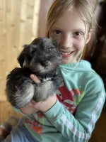 Zeus, a male Miniature Schnauzer for sale in Waterloo, IA – Photo 5 of 10