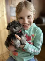 Zeus, a male Miniature Schnauzer for sale in Waterloo, IA – Photo 3 of 10