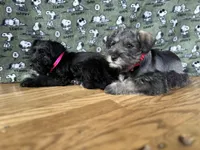 Zeus, a male Miniature Schnauzer for sale in Waterloo, IA – Photo 6 of 10