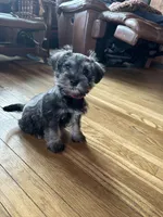 Zeus, a male Miniature Schnauzer for sale in Waterloo, IA – Photo 9 of 10