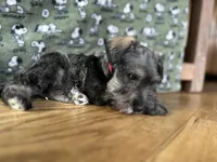 Zeus, a male Miniature Schnauzer for sale in Waterloo, IA – Photo 4 of 10