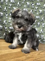 Zeus, a male Miniature Schnauzer for sale in Waterloo, IA – Photo 1 of 10