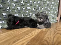 Zeus, a male Miniature Schnauzer for sale in Waterloo, IA – Photo 7 of 10