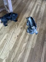 Zeus, a male Miniature Schnauzer for sale in Waterloo, IA – Photo 10 of 10