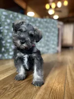 Zeus, a male Miniature Schnauzer for sale in Waterloo, IA – Photo 2 of 10