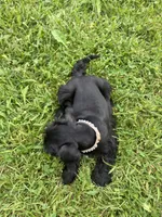 Snickers, a female Miniature Schnauzer for sale in Des Moines, IA – 2 of 10