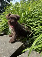 Jewel, a female Miniature Schnauzer for sale in Waterloo, IA – 9 of 10