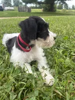 Oreo, a male Miniature Schnauzer for sale in Des Moines, IA – 6 of 9