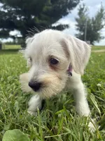 Nugget, a female Miniature Schnauzer for sale in Des Moines, IA – 8 of 10
