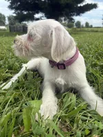 Nugget, a female Miniature Schnauzer for sale in Des Moines, IA – 9 of 10